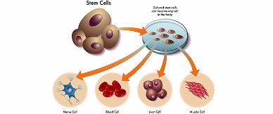 Tế bào gốc là gì? Y học trong lĩnh vực này đã tiến bộ đến đâu? – VnReview