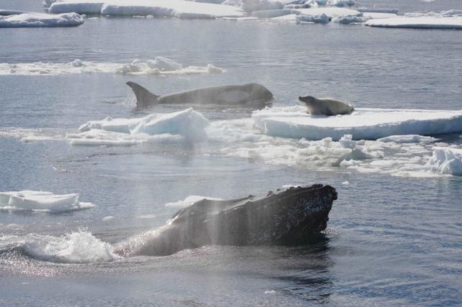 Một chú hải cẩu Weddell bị một đoàn cá voi sát thủ săn đuổi ra khỏi một tảng băng