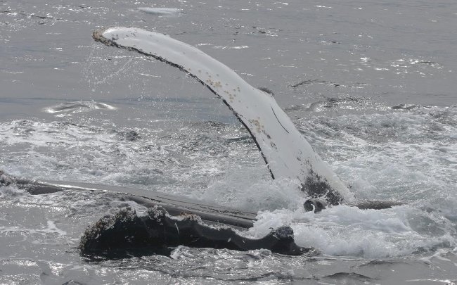 Con hải cẩu biển Weddell dựa trên ngực của một con cá voi lưng gù, an toàn trong thời gian bị tấn công bởi cá voi sát thủ