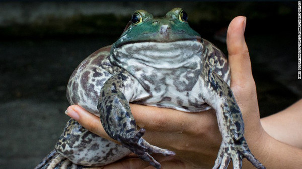 Những con ếch yêu tinh trưởng thành có độc tố cực mạnh 