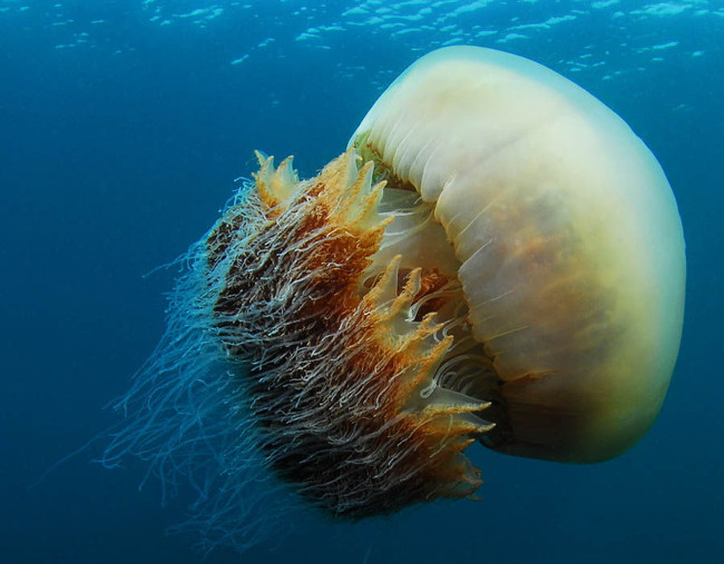 Loại sứa này chứa chất độc nguy hiểm, nhưng nếu được chế biến và nấu chín đúng cách thì có thể ăn mà không gây nguy hiểm gì 