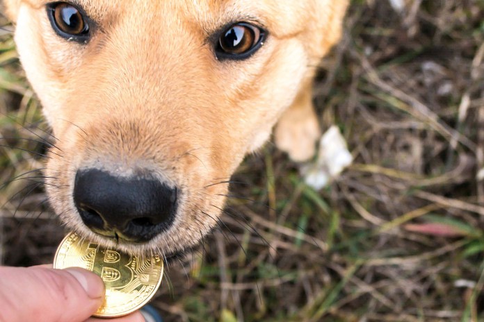 Mánh scam tiền số “dị” nhất từ trước đến nay: Đòi Bitcoin để chuộc lại chó đi lạc