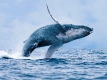 Nghiên cứu: “Cá voi” đã ôm thêm gần gấp đôi kho Ethereum của mình giữa thị trường giá giảm