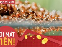 [TÔI MẤT TIỀN] Khi đàn kiến nó đi – ICO Việt Nam