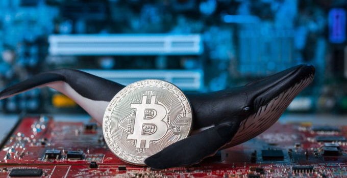Coin68 Blog: Tại sao bạn không nên lo lắng về “cá voi dìm giá” Bitcoin
